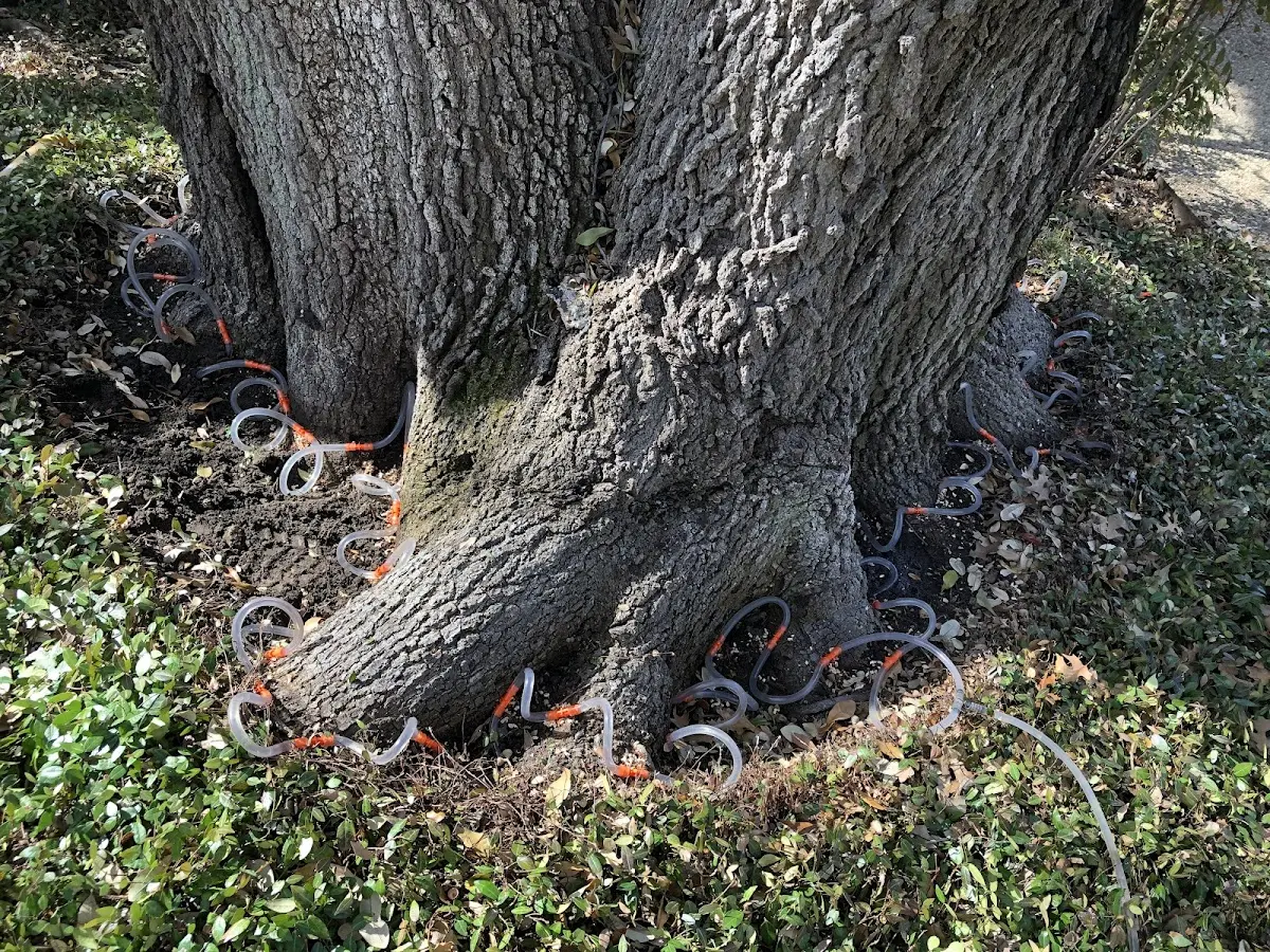 Detailed Tree Cabling and Bracing job site in Northfield Falls
