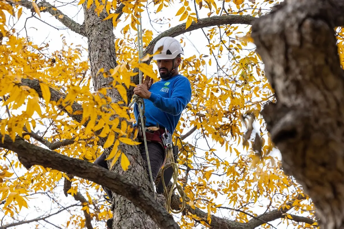 Skilled Tree Planting crew working in Northfield Falls